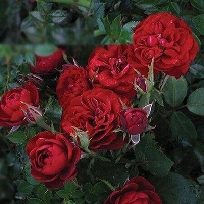 Саджанці троянд бордюрна Андалусія 1028 фото