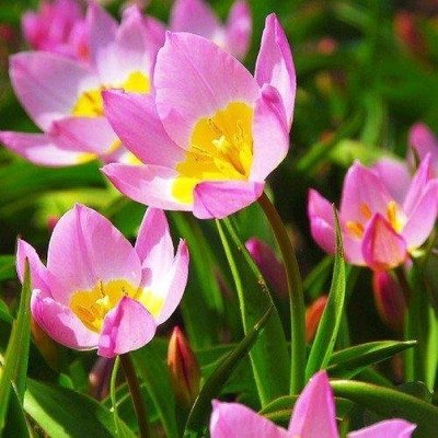 Тюльпан Bakeri Lilac Wonder (луковицы) 5шт 2088 фото
