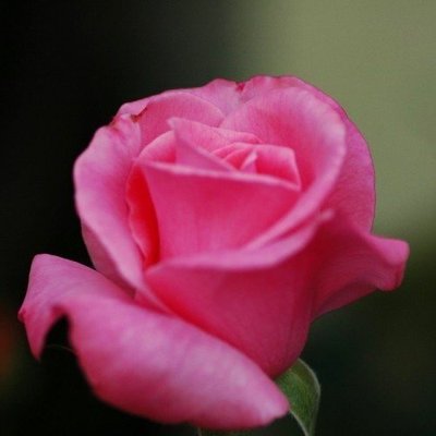 Роза Pink Ocean (саженцы) 2379 фото