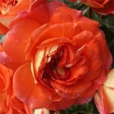 Роза Orange Fairy (саженцы) 2533 фото