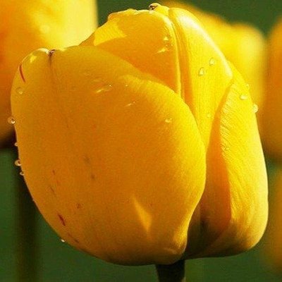 Тюльпан Golden Apeldoorn 3 шт 2180 фото