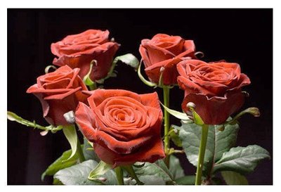 Саженцы роз Гран-при 1008 фото