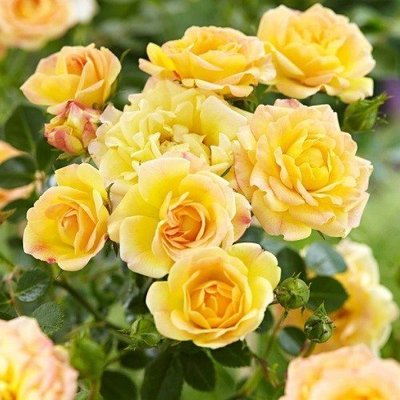 Роза Yellow Fairy (саженцы) 2534 фото