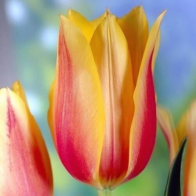 Тюльпан Blushing Beauty (цибулини) 3 шт 2062 фото