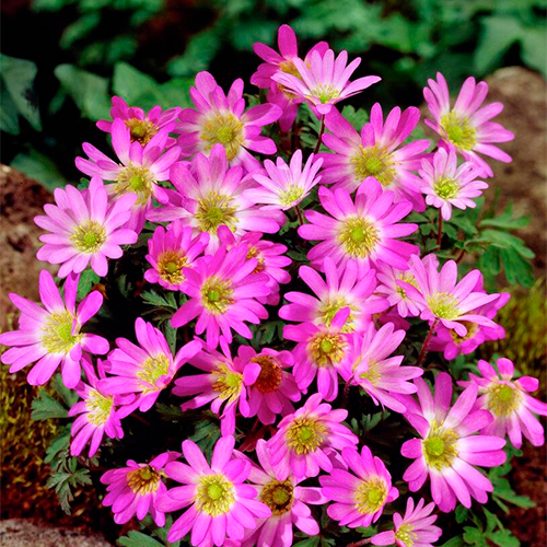 Анемона Pink Star (цибулини, 3 шт) 0510-01 фото