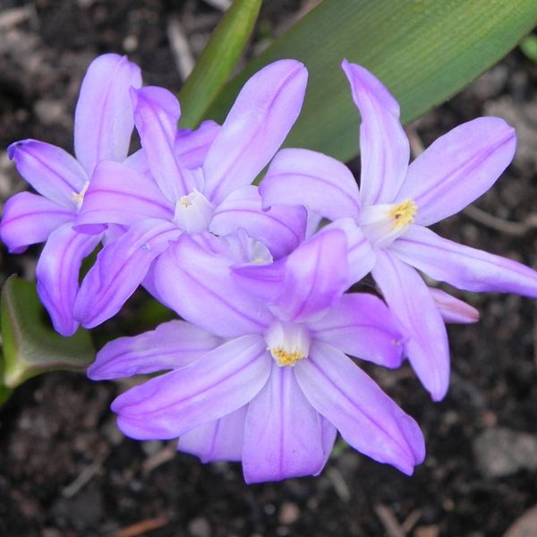 Хіонодокса Violet Beauty (цибулини, 3 шт) 202446 фото