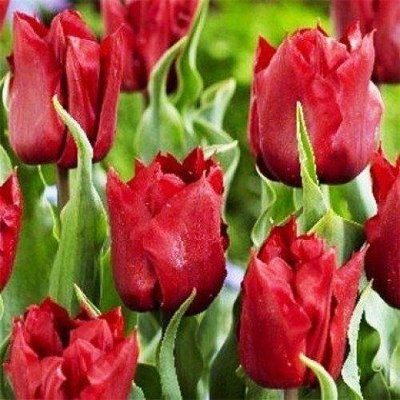 Тюльпан Robinho (луковицы) 3 шт 1783 фото