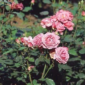 Роза Pariser Charme (саженцы) 2472 фото