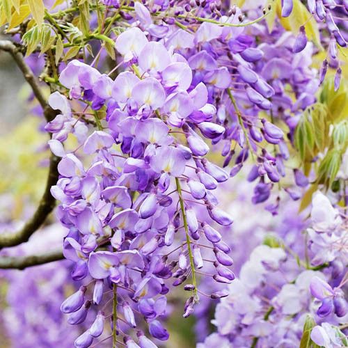 Глициния китайская Wisteria Sinensis (саженцы, 15 см) 203565 фото