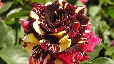 Саженцы роз Абра Кадабра 1010 фото