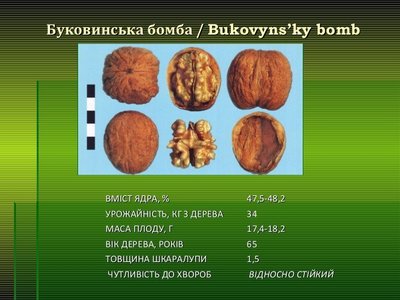 Саженцы грецкого ореха Буковинская Бомба(ПРИВИТЫЙ) однолетний 0052 фото