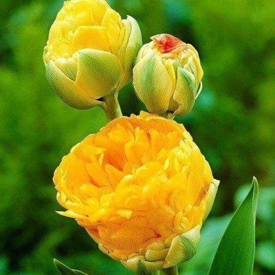 Тюльпан Double Beauty of Apeldoorn (луковицы) 3 шт 1791 фото