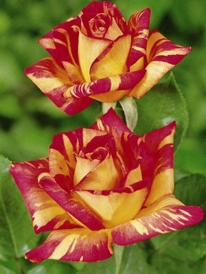 Роза Caribia (саженцы) 2477 фото