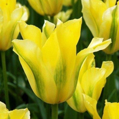 Тюльпан Yellow Springgreen (луковицы) 3 шт 2040 фото