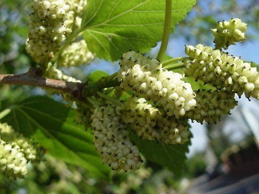 Шовковиця Стамбульська біла (саджанці, дворічні) 1В 524 2к фото