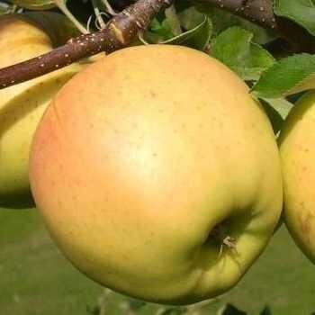 Яблуня сиріус (саджанці) 1А 211 43к фото