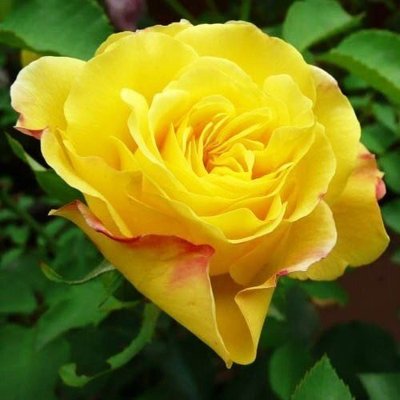 Роза плетистая Goldstern (саженцы) 2478 фото