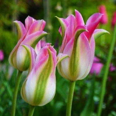 Тюльпан Florosa (луковицы) 3 шт 2041 фото