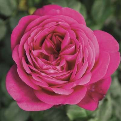 Роза Johann Wolfgang von Goethe (саженцы) 2479 фото