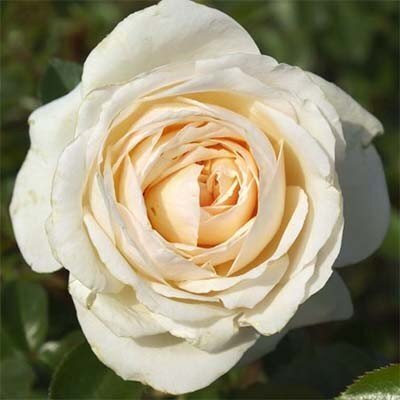 Роза Cream Abundance (саженцы) 2397 фото