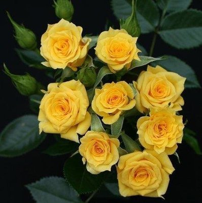 Саженцы роза бордюрная Свит дрим Крим 1032 фото
