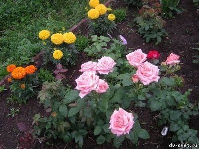 Саженцы роз "Ангажемент" 1012 фото