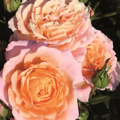Роза Peach Clementine (саженцы) 2480 фото