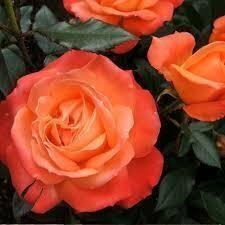 Саженцы роз "Анжелика" 1013 фото
