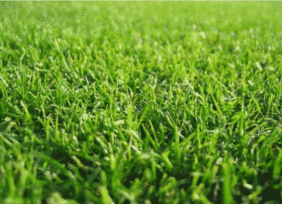 Трава газонна Спорт / 400 г 203527 фото