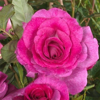 Роза Climbing Violette Parfume (саженцы) 2659 фото