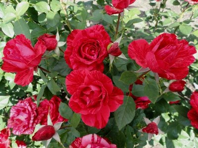 Саженцы роз "Ред Интуишн" 1016 фото