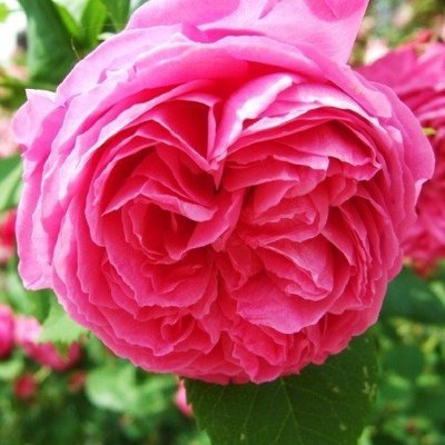 Роза Pink Musimara (саженцы) 2660 фото