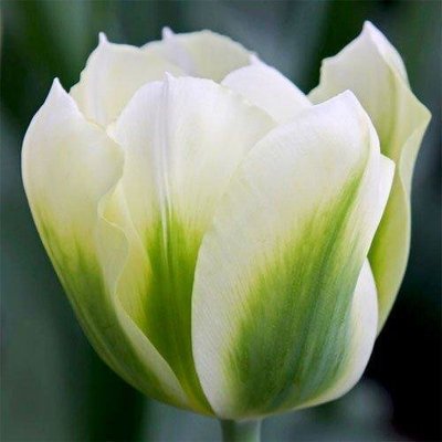 Тюльпан Spring Green (луковицы) 3 шт 2047 фото