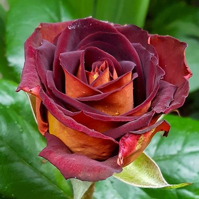 Троянда штамб Едді Мітчел (Eddy Mitchell) 202738 фото