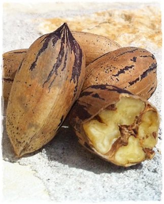 Саженцы ореха Пекан Шавния (2х летние) 1122 фото