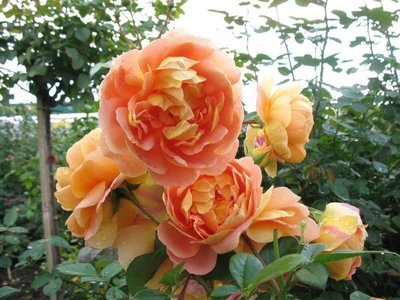 Саженцы роз "Солей д'Ор" 1017 фото