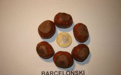Саженцы фундука Барселонский 1226212540 фото