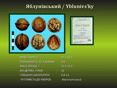 Саженцы грецкого ореха Яблунивский 4-х летний 0148 фото