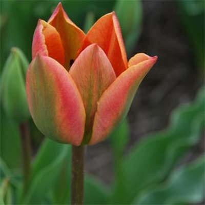 Тюльпан Tricolored Beauty (луковицы) 5 шт 2050 фото