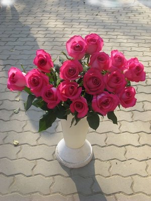 Саженцы роз "Топаз" 1022 фото