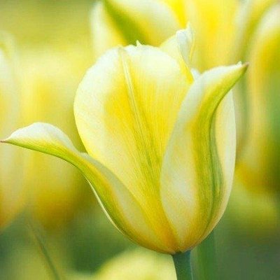 Тюльпан Formosa (луковицы) 3 шт 2051 фото