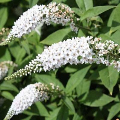 Буддлея White Profusion (саженцы, ЗКС) 202789 фото