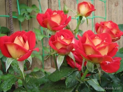 Саженцы роз "Френдшип" 1023 фото