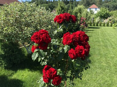 Троянда штамб Ніна Вейбул (Nina Weybull) 150224-3 фото