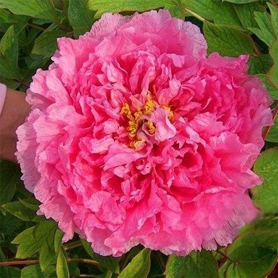 Пион Pink Water-lily Rou Fu Rong древовидный (саженцы) 1313 фото