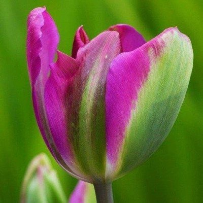 Тюльпан Violet Bird (луковицы) 3 шт 2053 фото