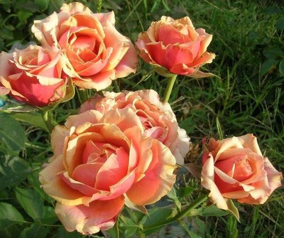 Саженцы роз "Черри Бренди" 1024 фото