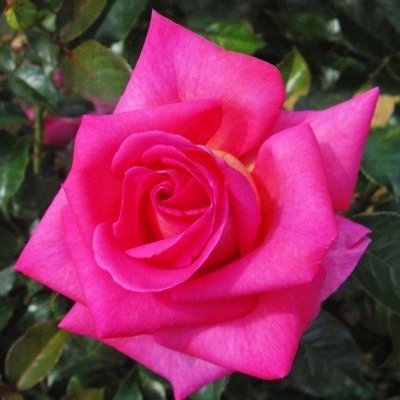 Роза Parfum Royal Climbing (саженцы) 2665 фото