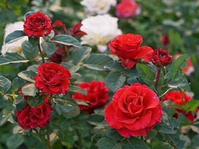 Саженцы роз "Эль Торо" 1025 фото