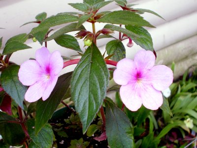 Ахименес Peach Blossom (луковицы, 2 шт) 707003 фото